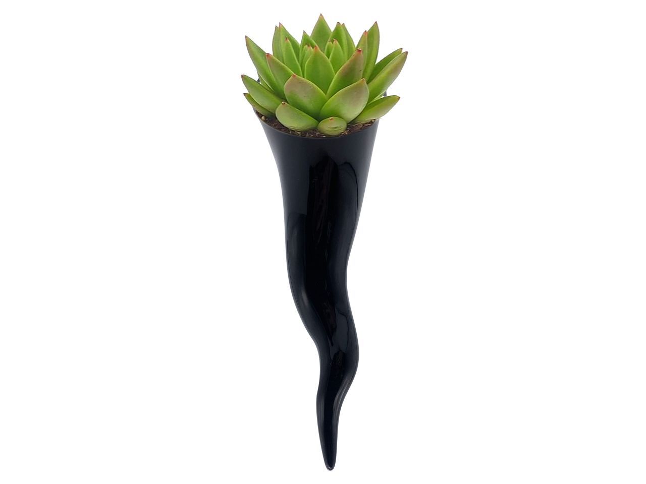 Peperoncino vaso misura h.34cm colore nero