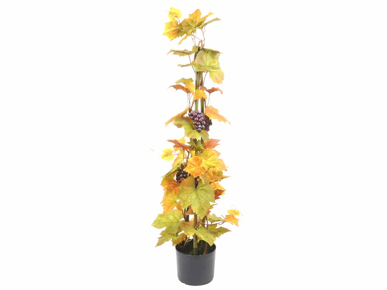 Vite con uva in vaso 90cm