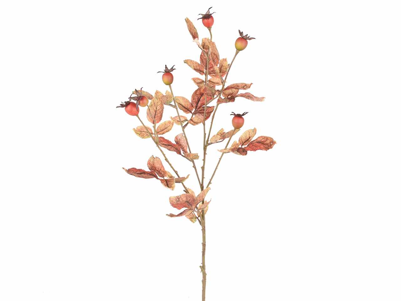 Rosa cannina ramo 85cm x5