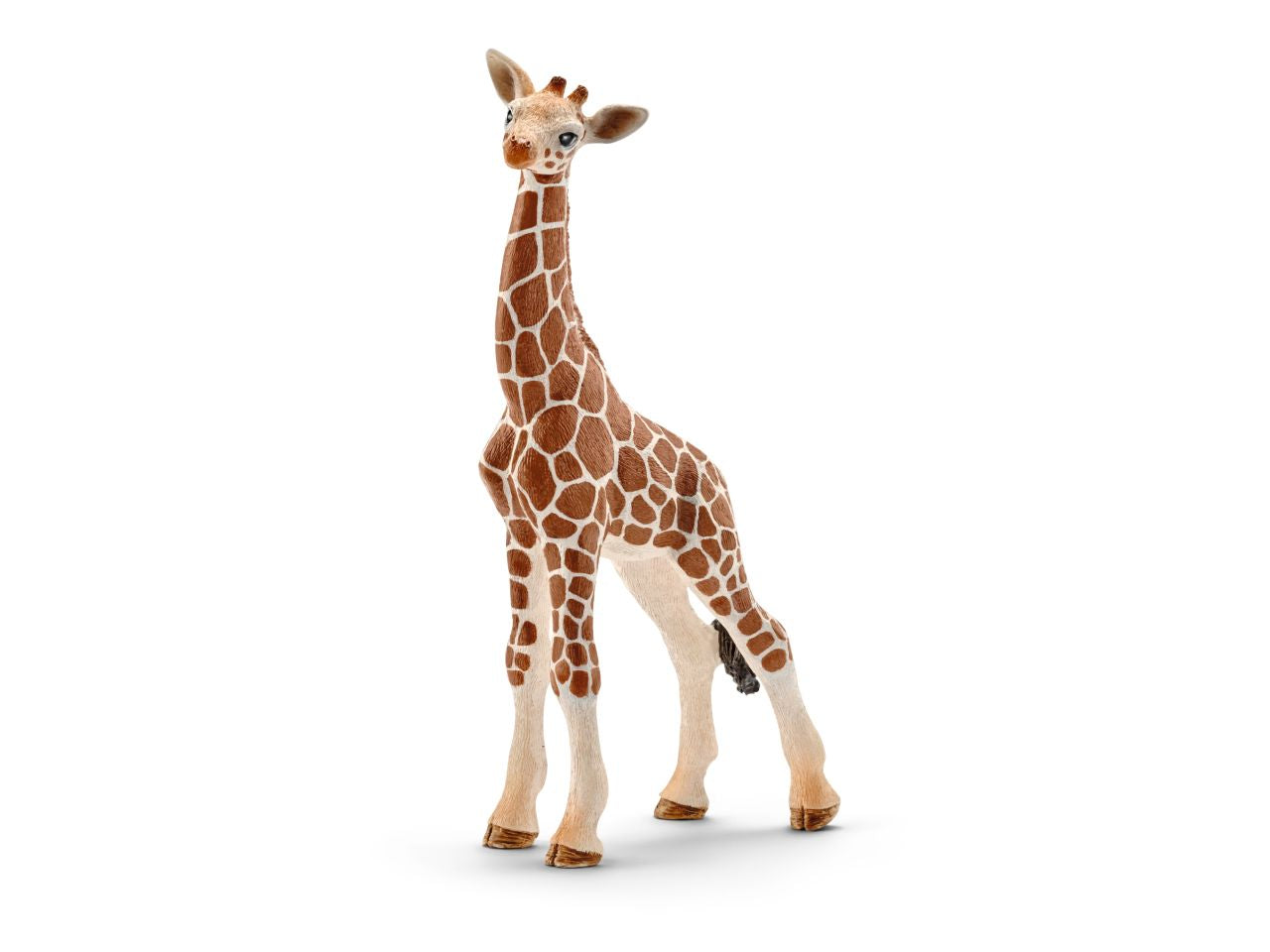 Cucciolo di giraffa