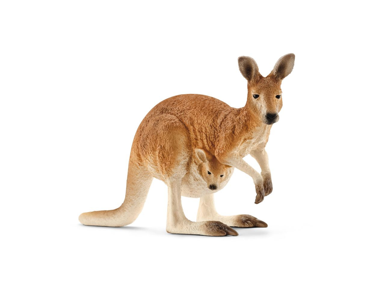 Canguro