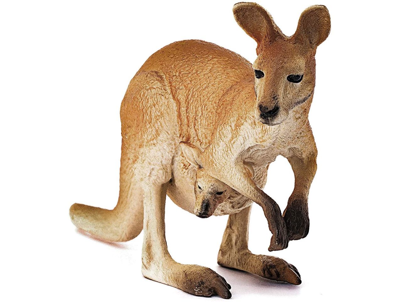 Canguro