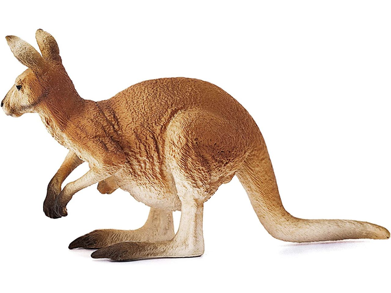 Canguro