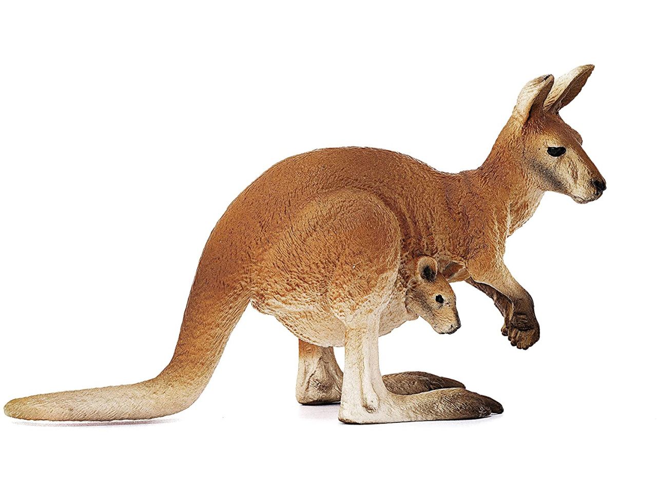 Canguro