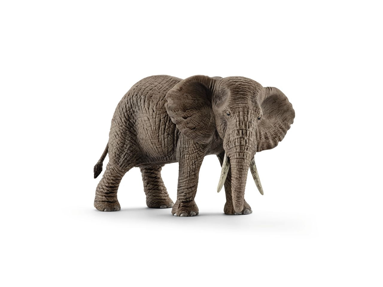 Femmina di elefante africano