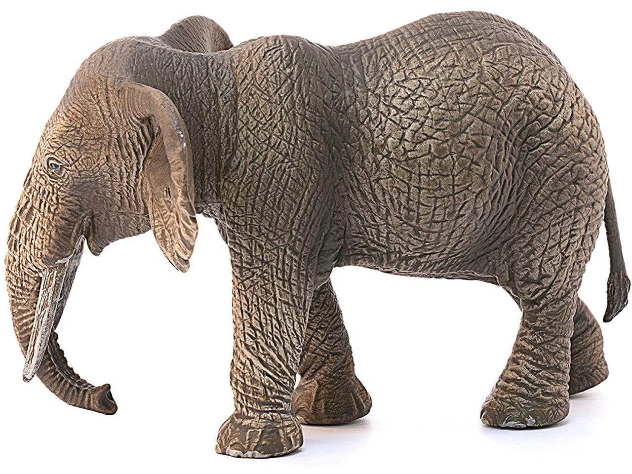 Femmina di elefante africano