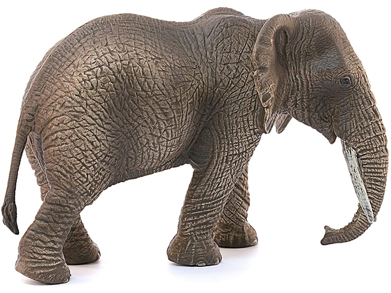 Femmina di elefante africano