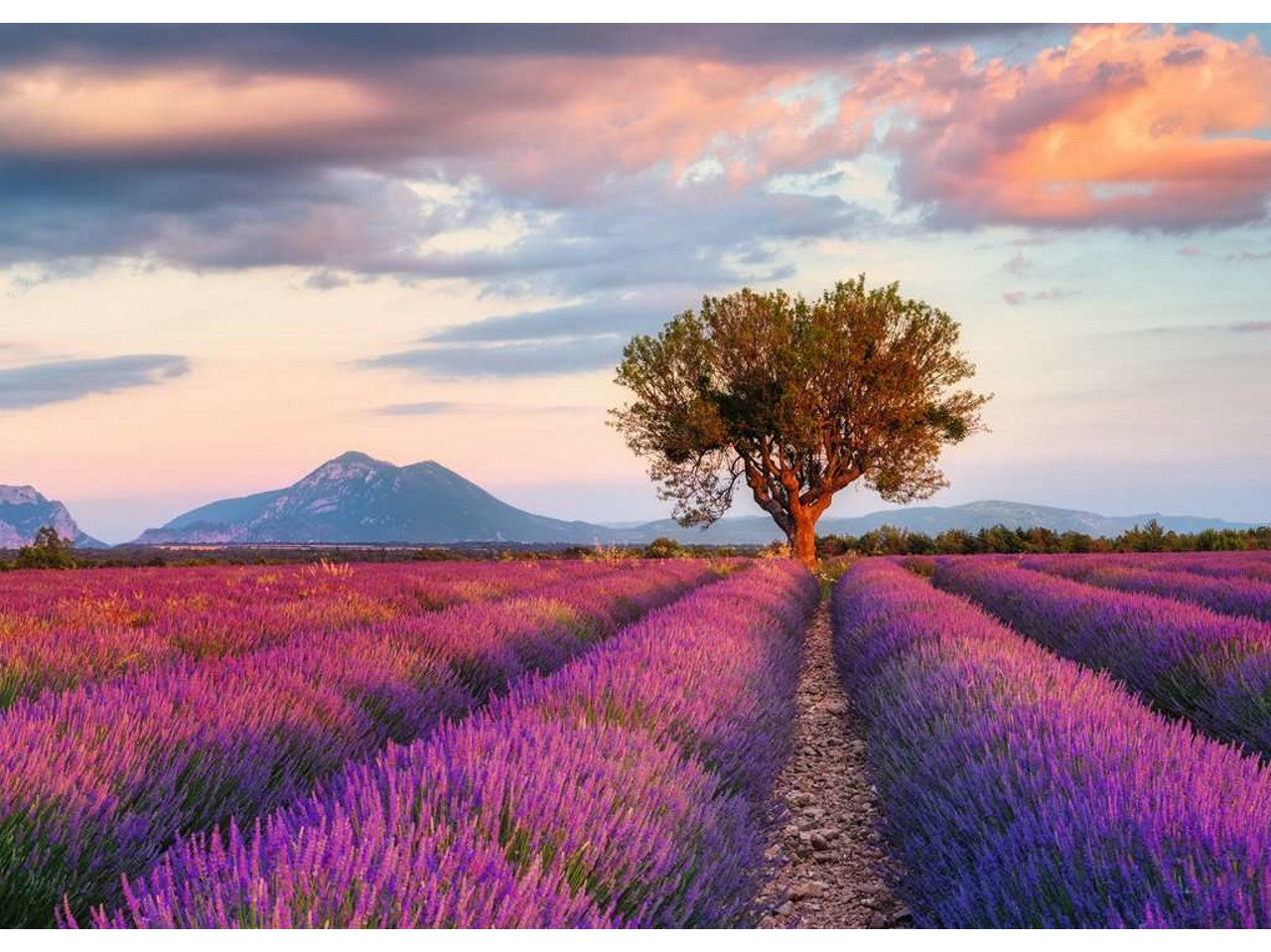 Puzzle 1000 pezzi campi di lavanda 16724 1