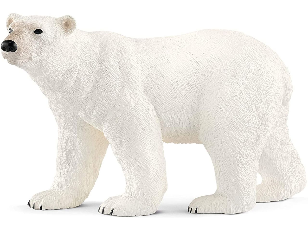 Orso polare