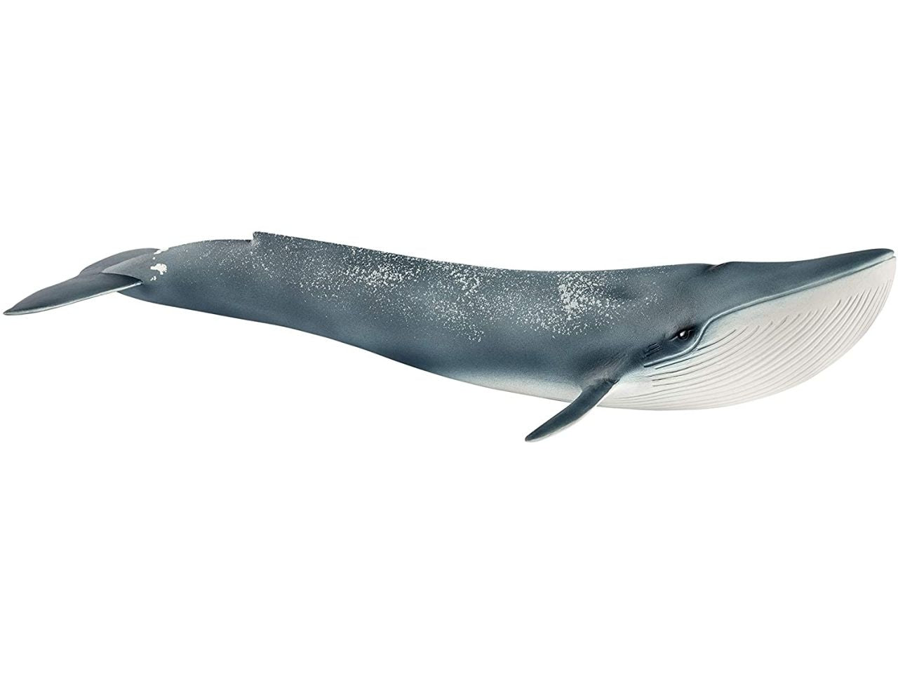 Balenottera azzurra