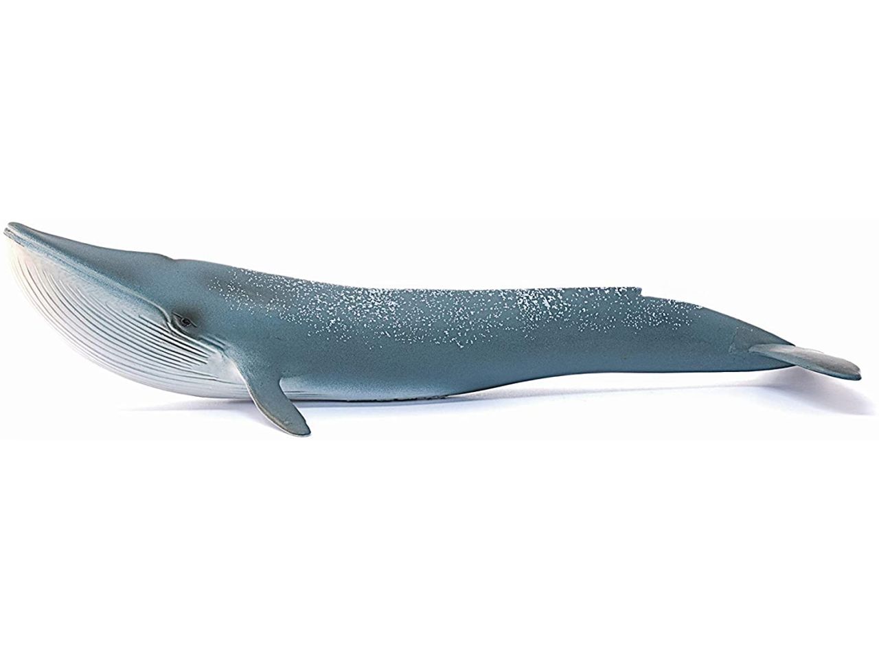 Balenottera azzurra