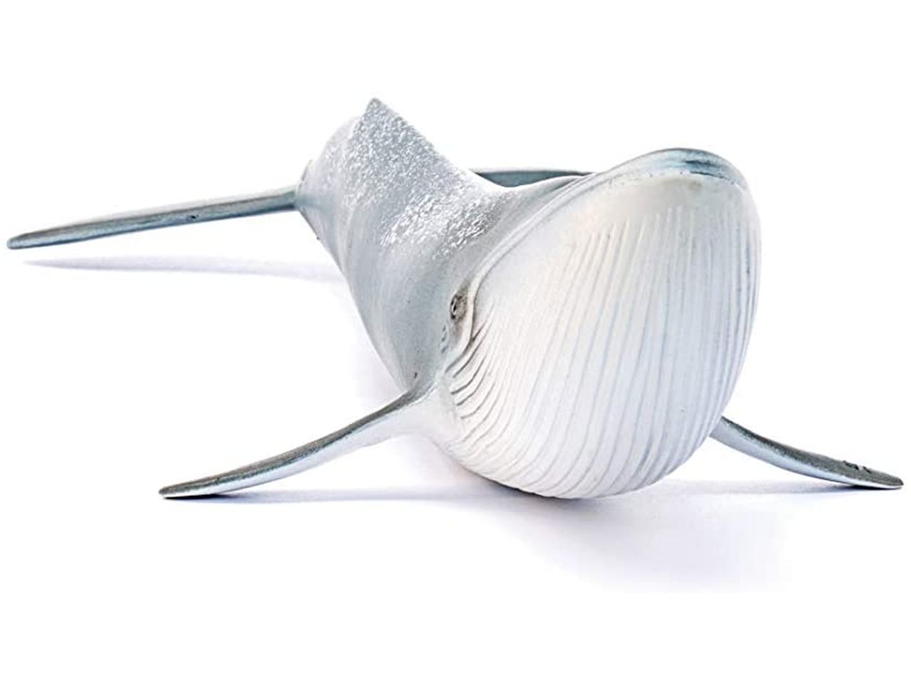 Balenottera azzurra