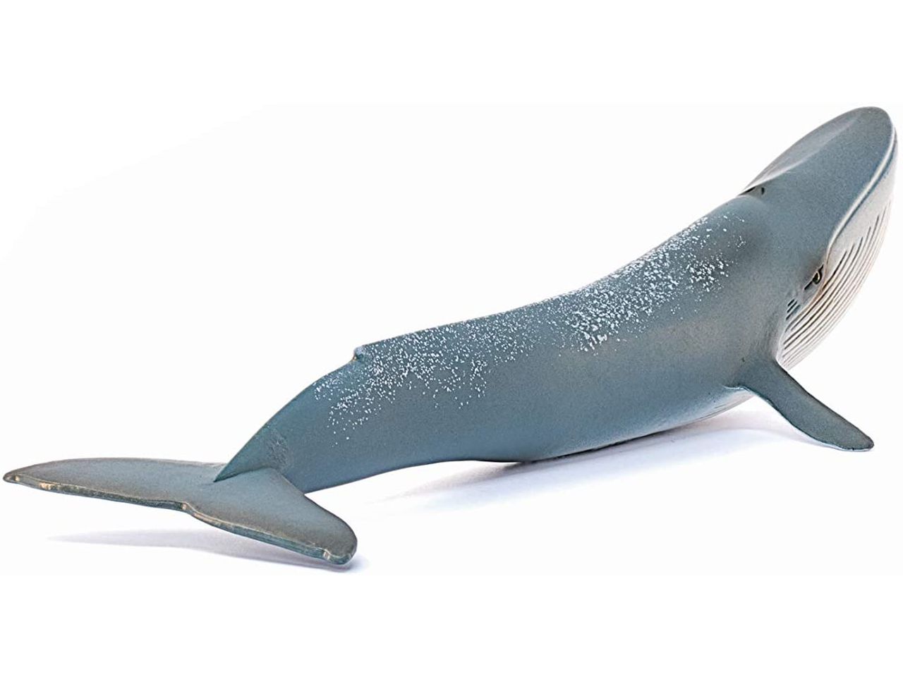 Balenottera azzurra