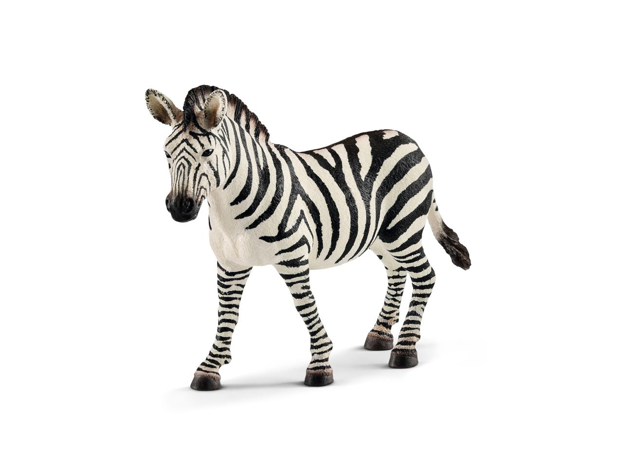 Femmina di zebra