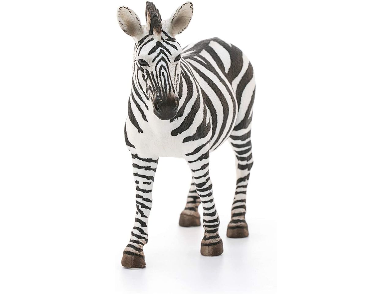 Femmina di zebra