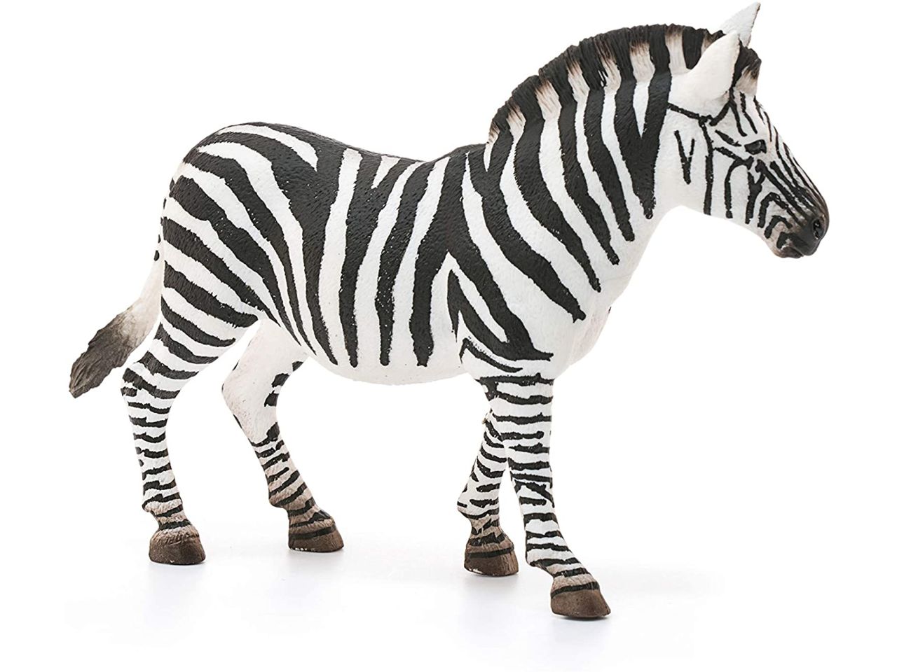 Femmina di zebra