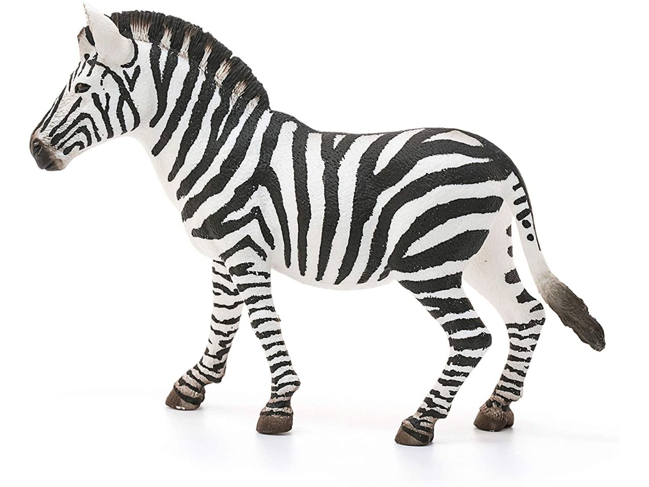 Femmina di zebra