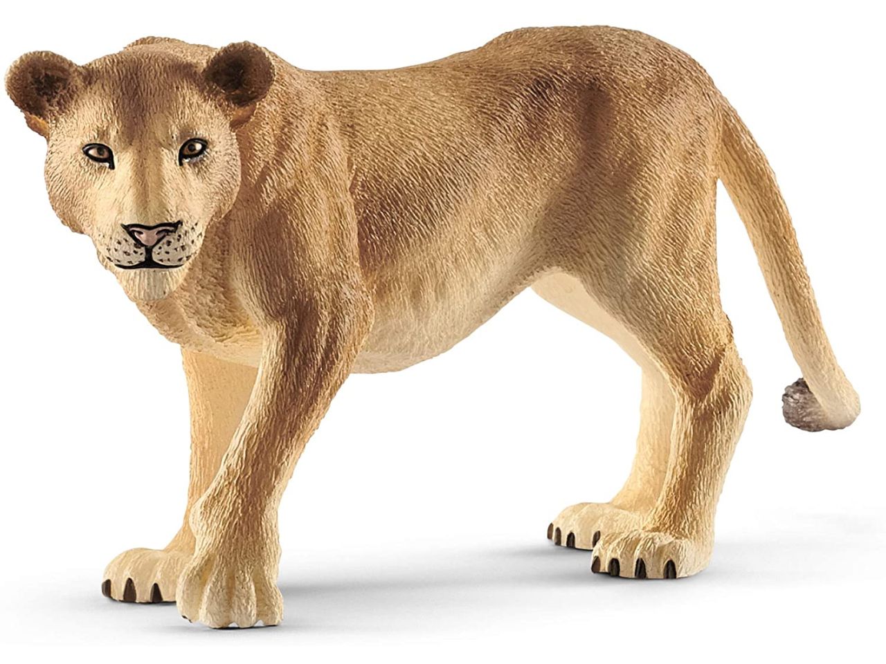 Leonessa