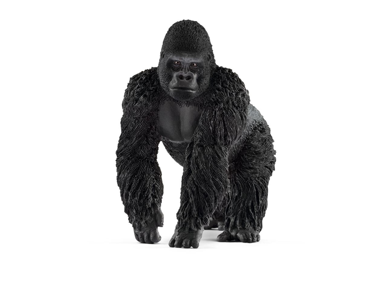 Gorilla maschio
