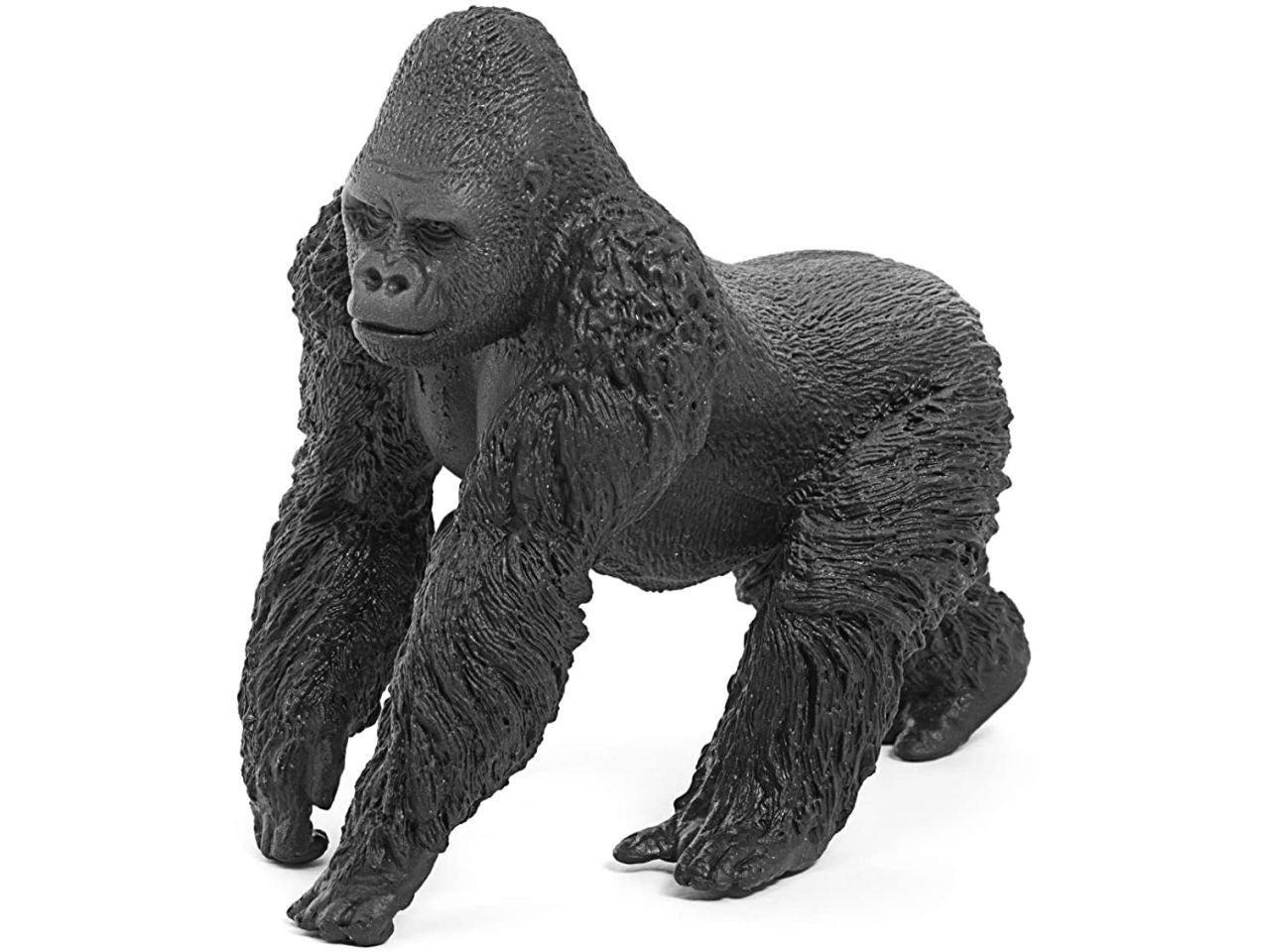 Gorilla maschio