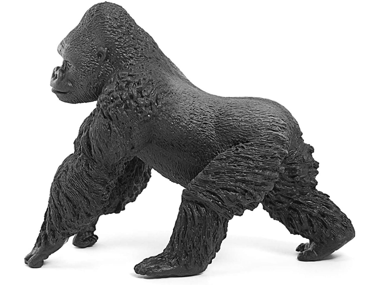 Gorilla maschio