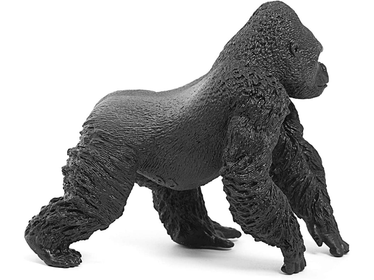 Gorilla maschio