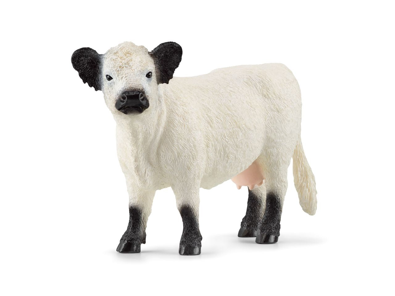 Mucca galloway
