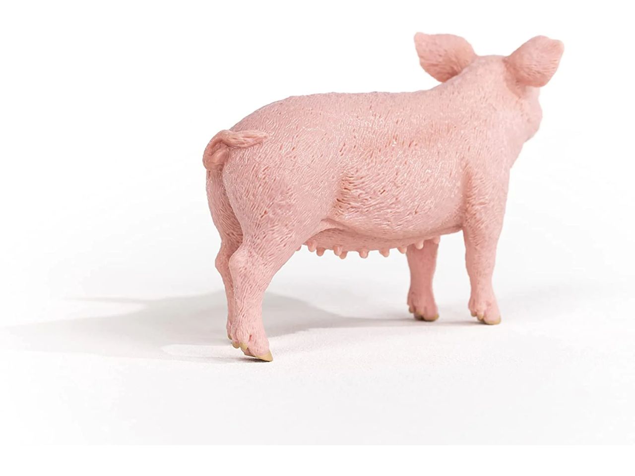Porcellino