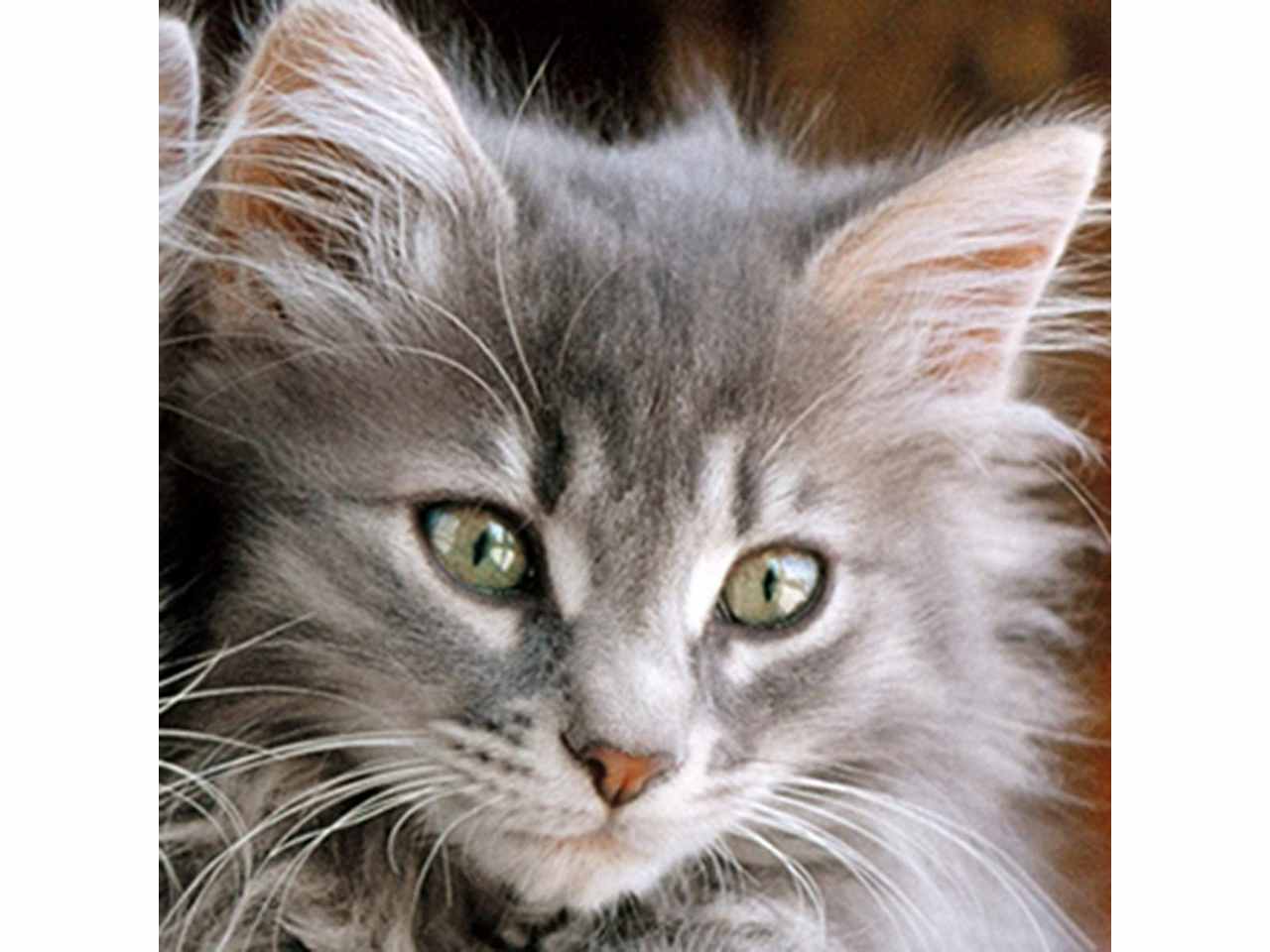 Kittens Puzzle 500 Pezzi - Clementoni