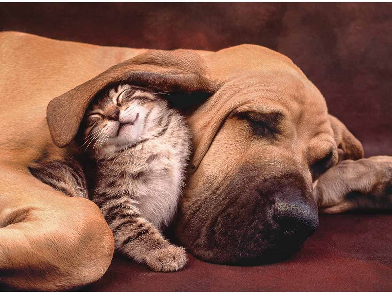 Fototeca Puppies Collection Puzzle - Clementoni