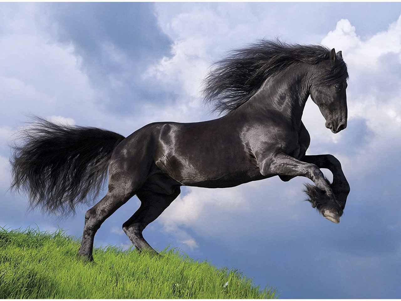 Puzzle 500pz fresian black horse 35071