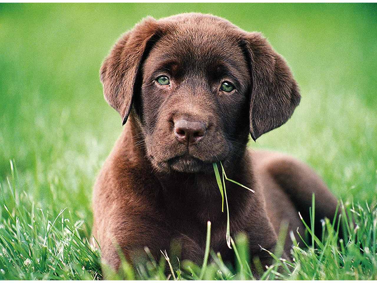 Puzzle 500 pezzi chocolate puppy 35072.8