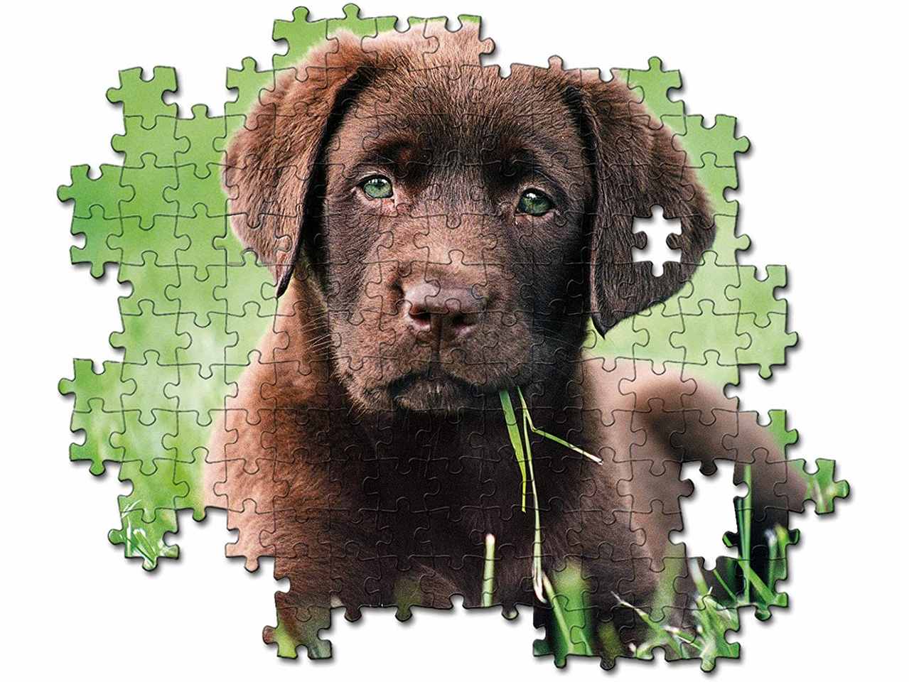 Puzzle 500 pezzi chocolate puppy 35072.8