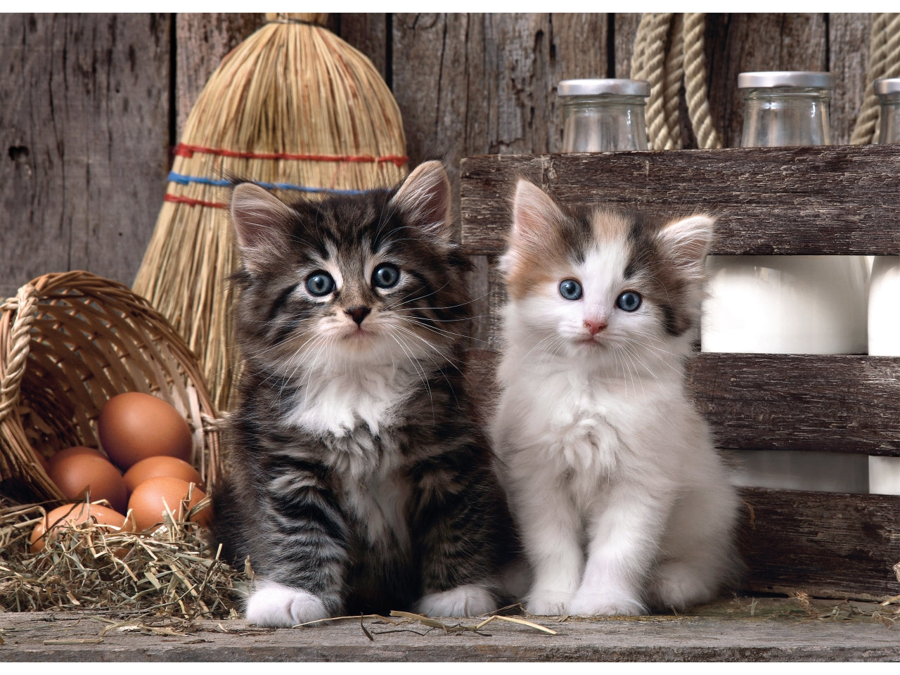 Puzzle da 1000 pezzi hqc lovely kittens