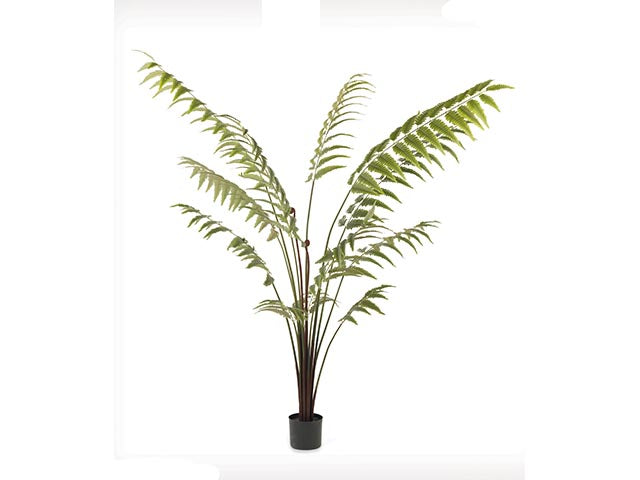 Tst.pianta felce 25425