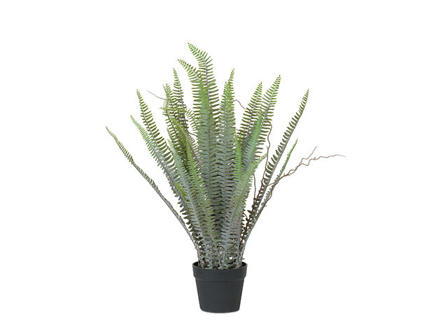 Tst.vaso felce 25437
