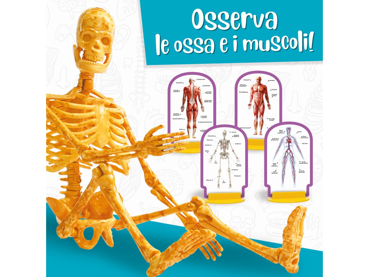 I'm a genius scienza pocket scopri il corpo umano