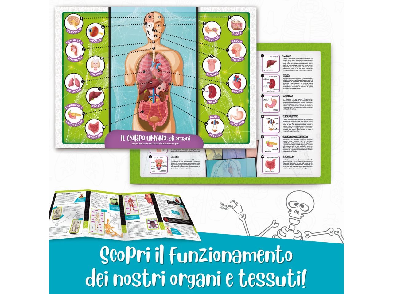 I'm a genius scienza pocket scopri il corpo umano