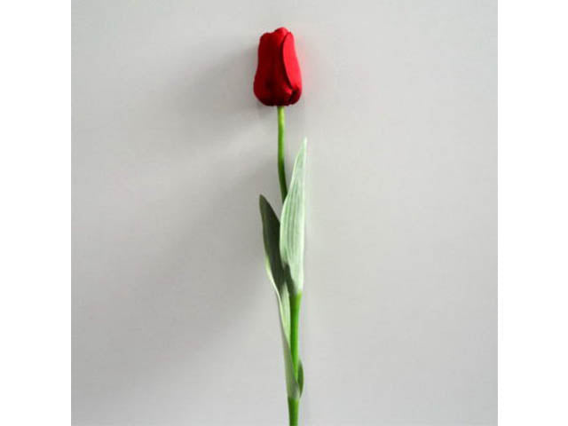 Tulipano rosso 0339