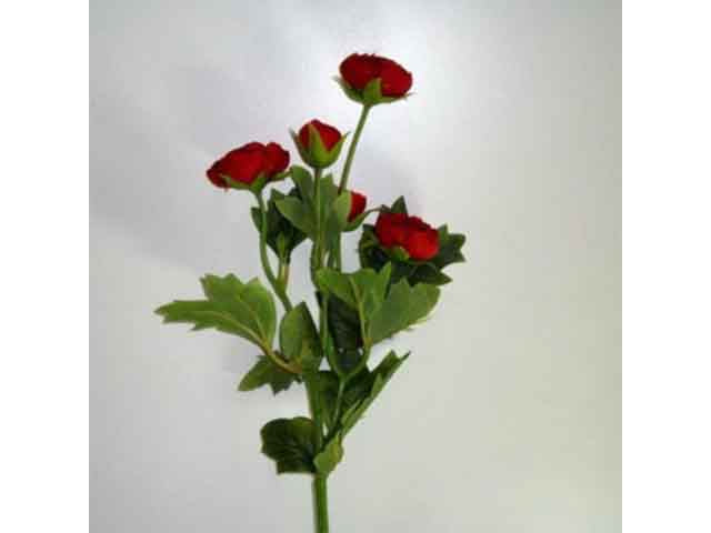 Ranuncolo rosso 0430