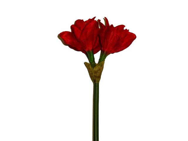 Amarillis rosso 4609