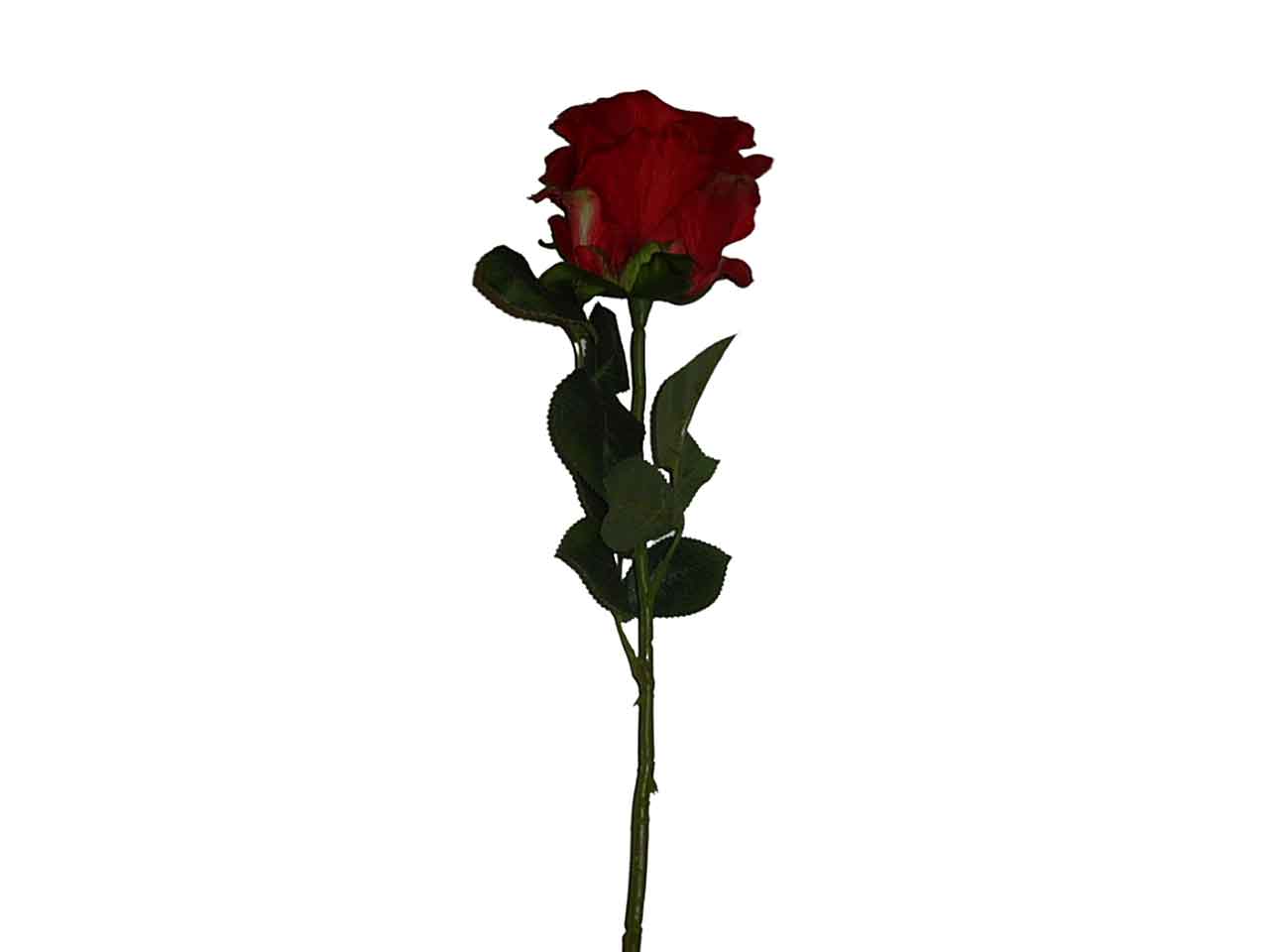 Rosa rossa 9211