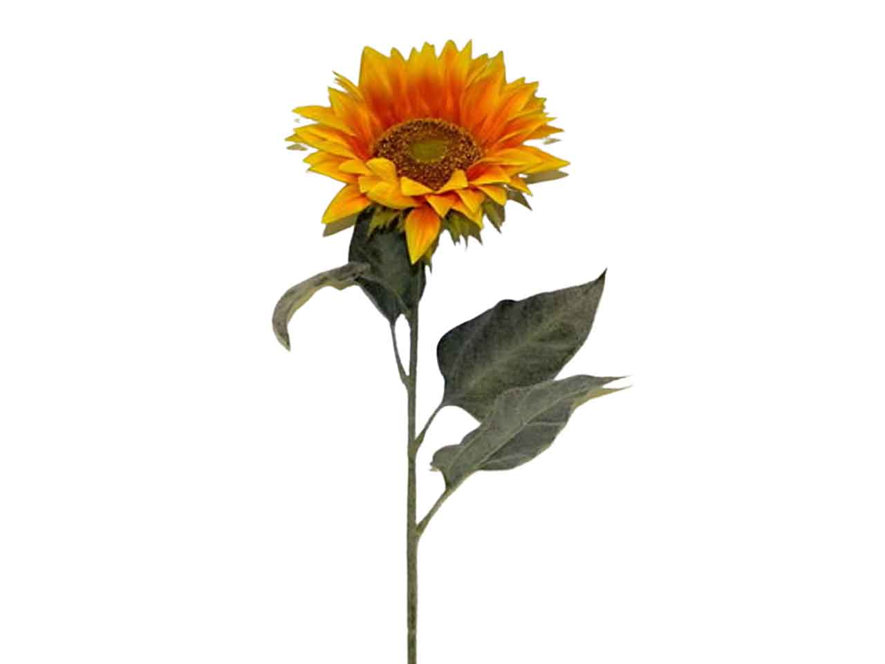 Girasole 0004