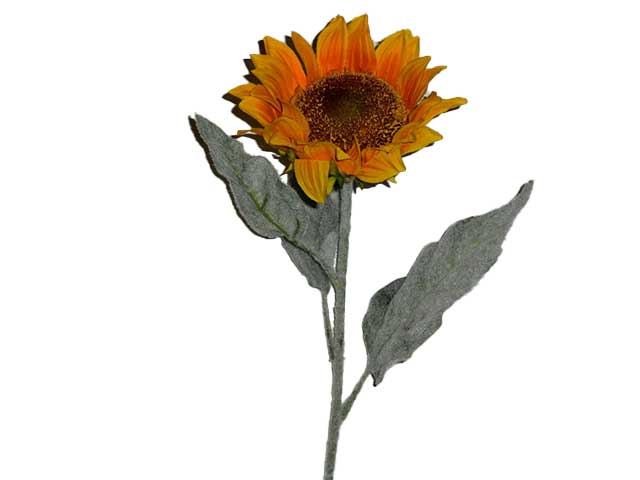 Sunflower x 1 0007
