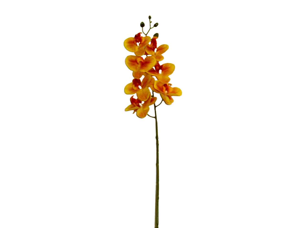 Orchidea gialla 6015