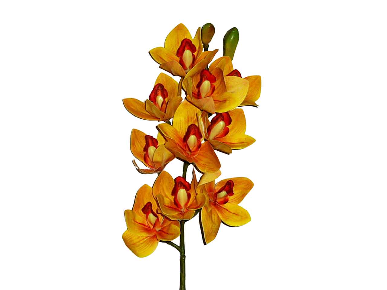 Orchidea gialla 9201