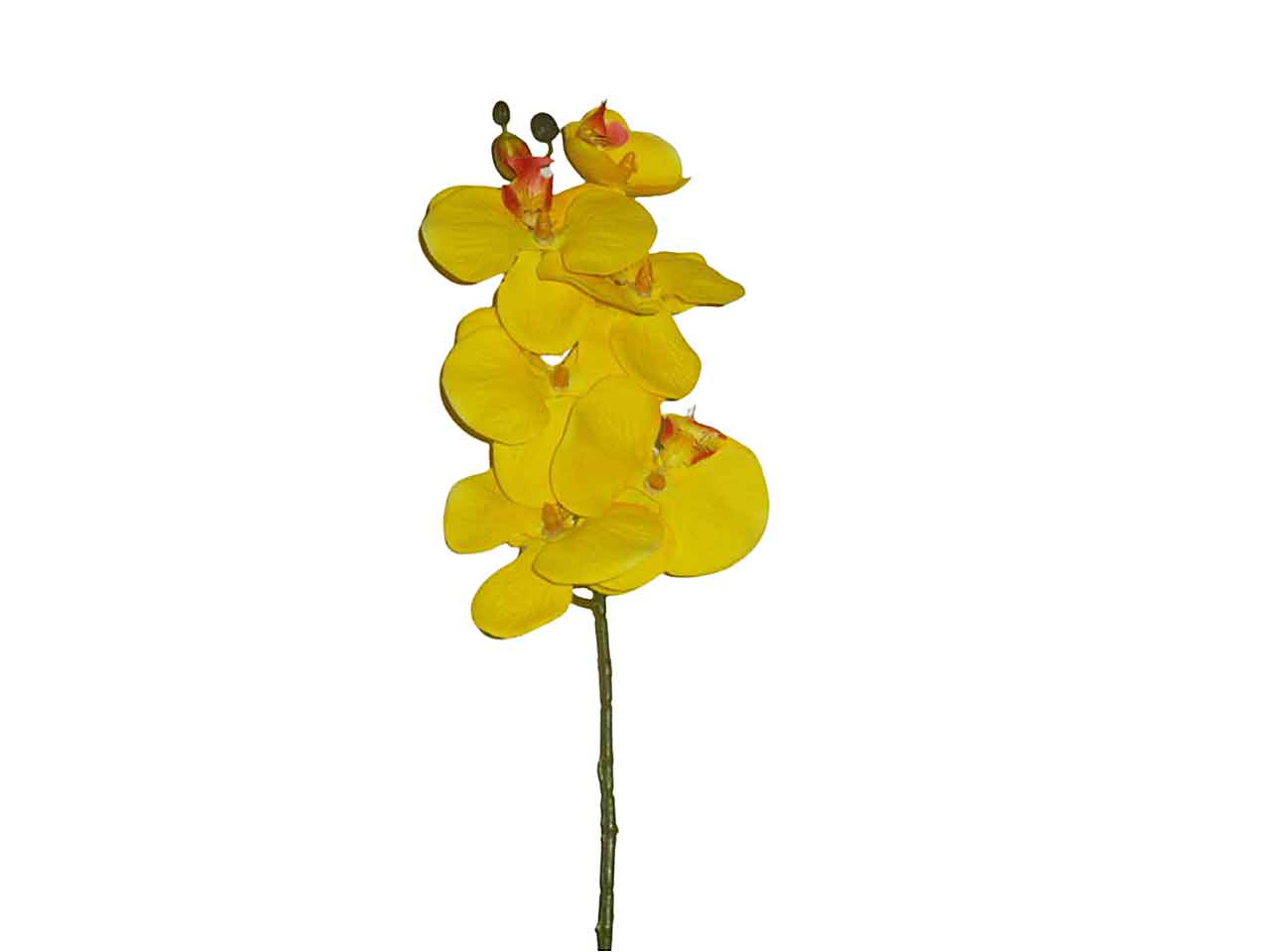 Phalenopsis x6 giallo 9204