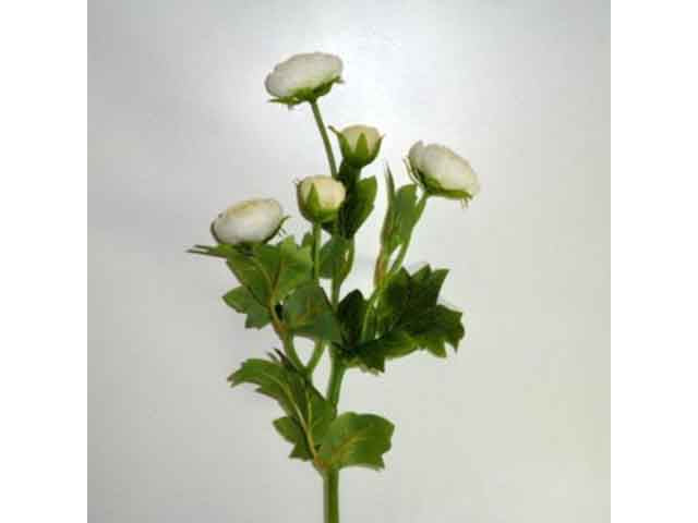 Ranuncolo crema 0430