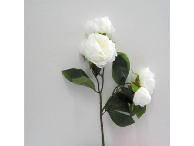 Peonia crema 0455