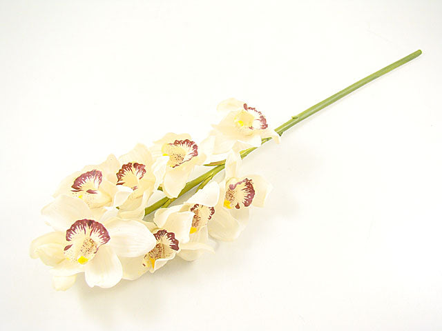 Orchidea crema 1152